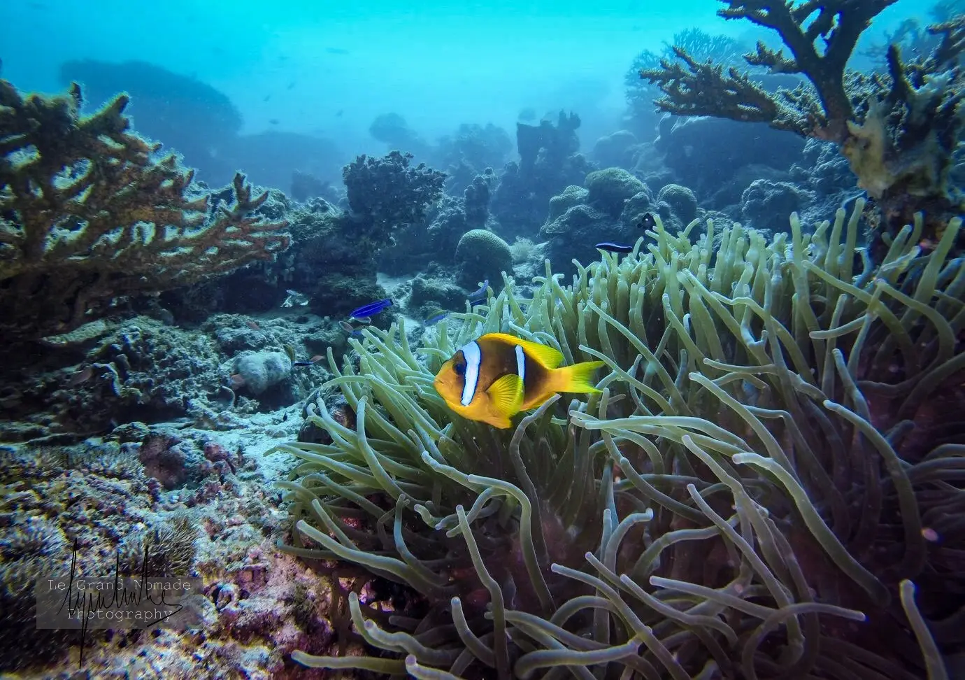 Îles Moucha & Maskali 5